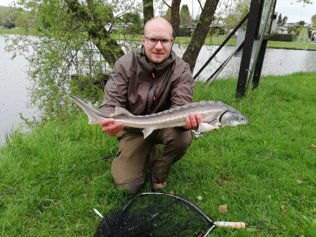 Stör