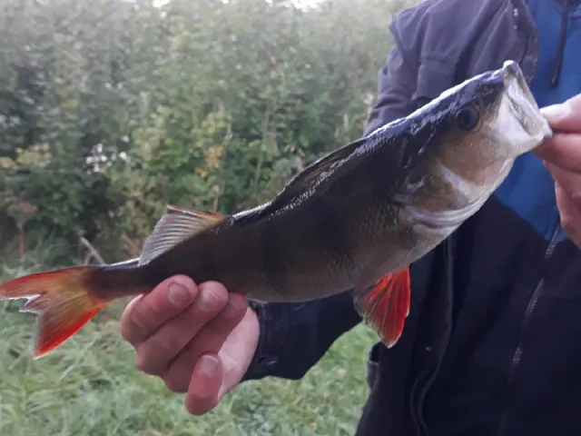 Flussbarsch