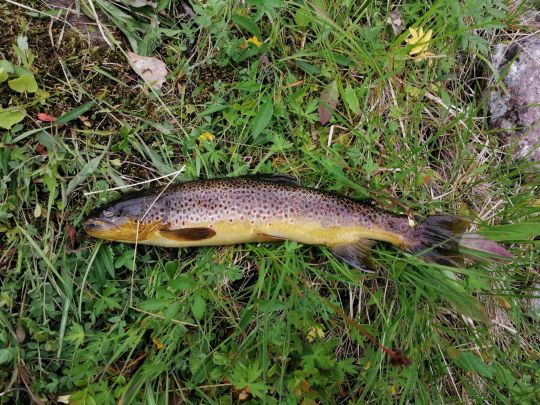 Bachforelle