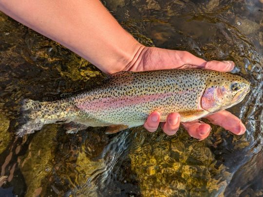 Regenbogenforelle