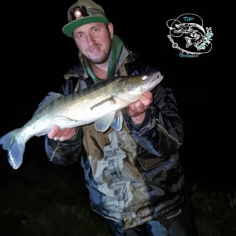 Zander