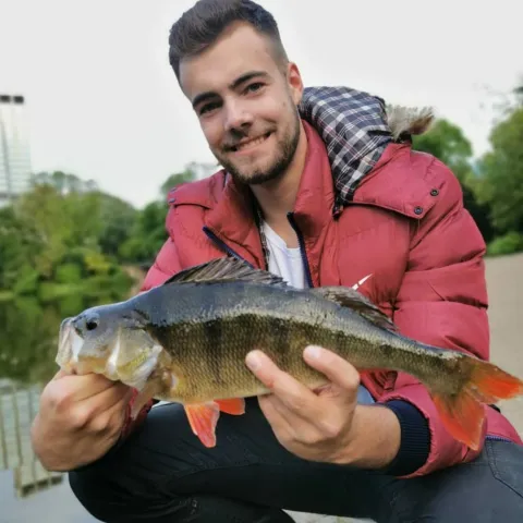 Flussbarsch