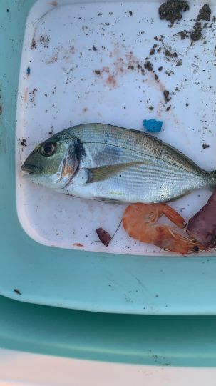 Dorade