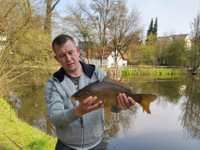 Karpfen