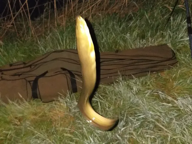 Aal