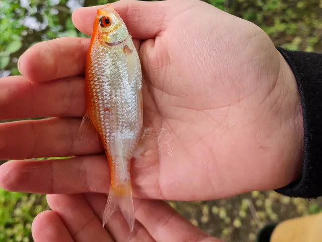 Goldfisch