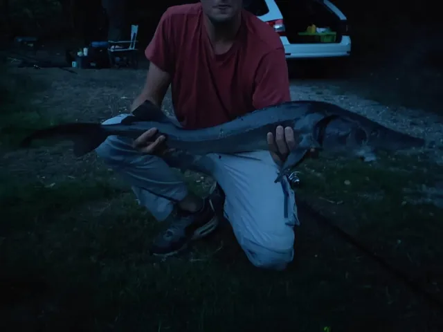 Stör