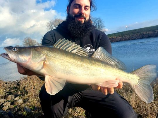 Zander