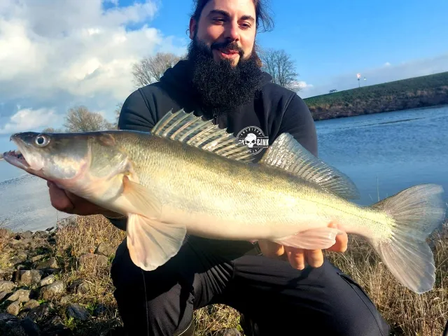 Zander