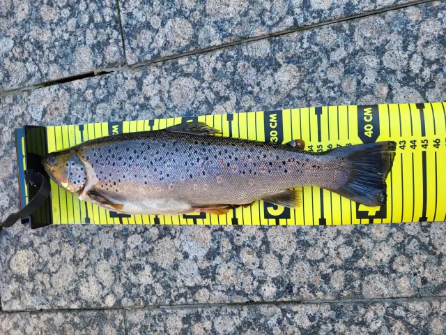 Bachforelle