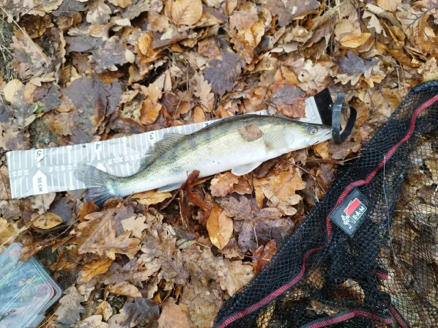 Zander