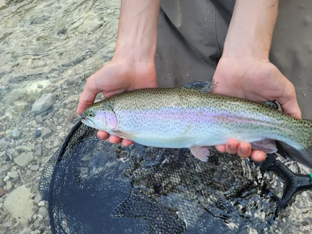 Regenbogenforelle