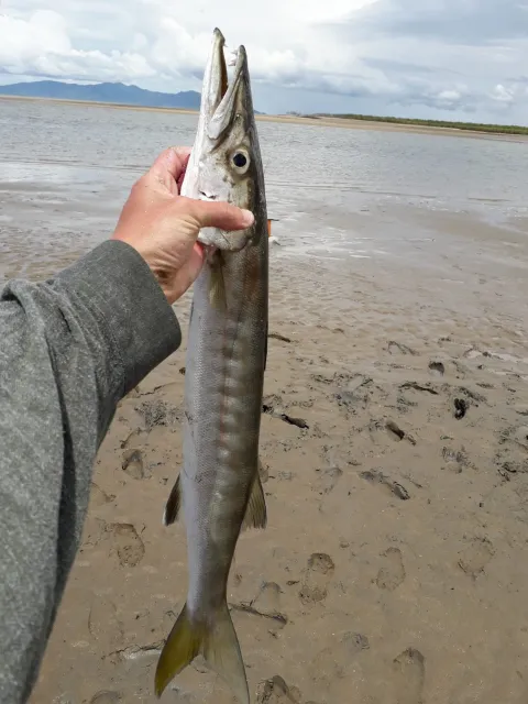 Barrakuda