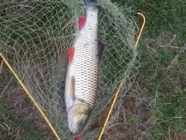 Döbel