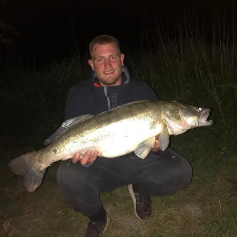 Zander