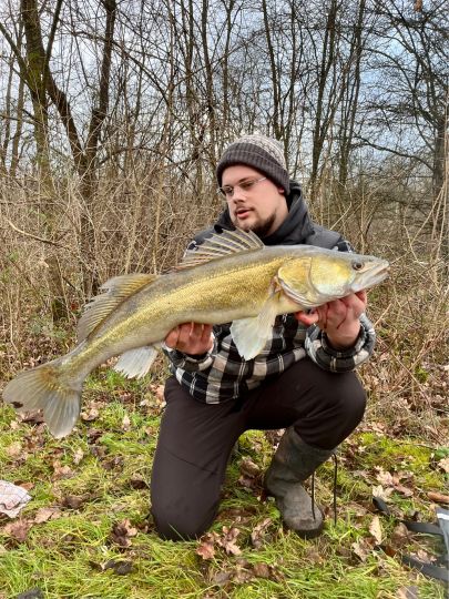 Zander