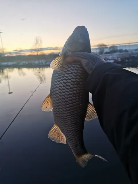 Döbel