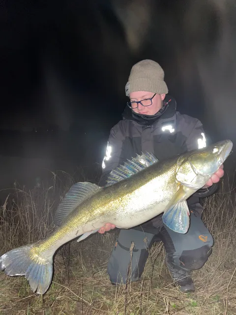 Zander