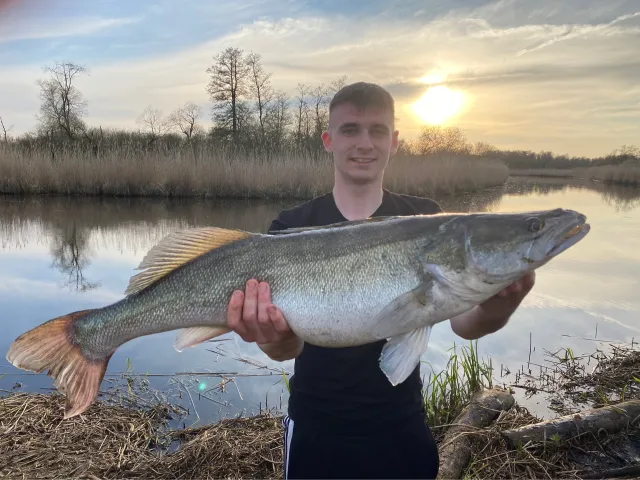 Zander