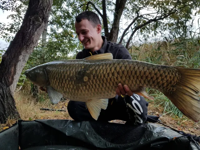 Graskarpfen