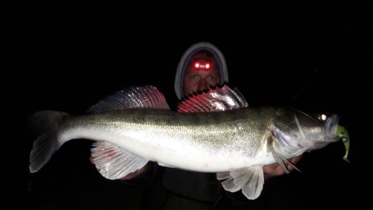 Zander