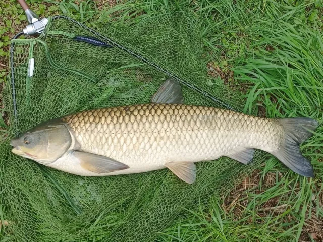 Graskarpfen