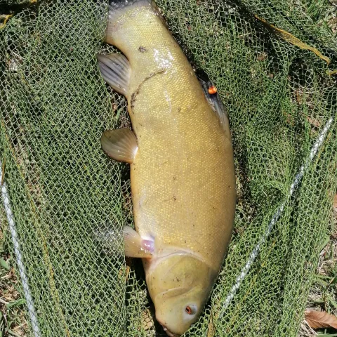 Schleie