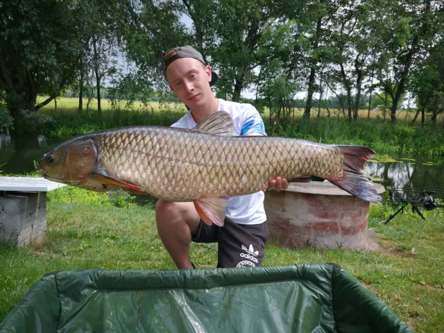 Graskarpfen