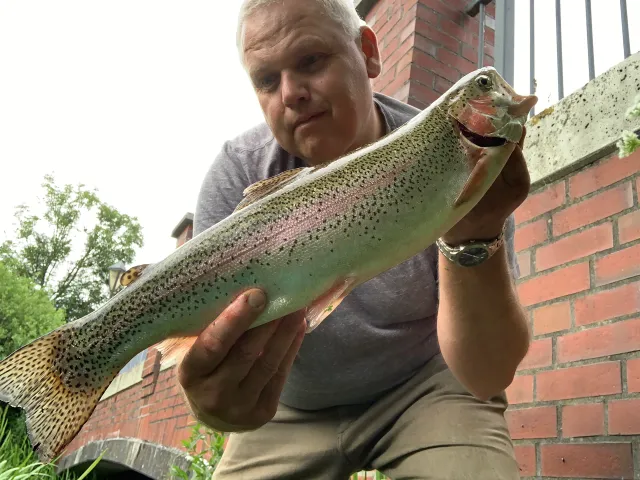 Regenbogenforelle
