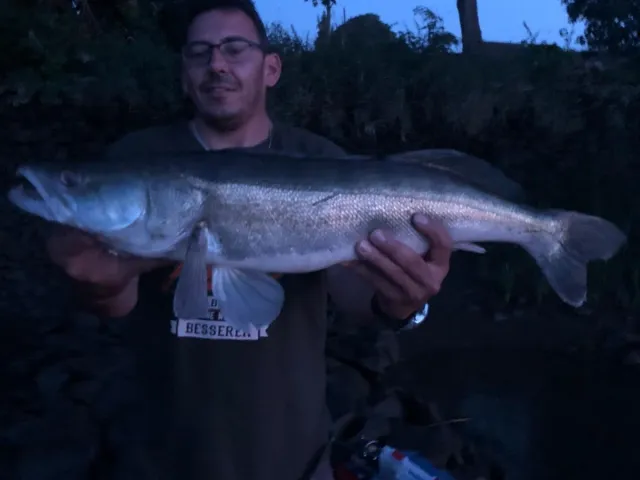 Zander