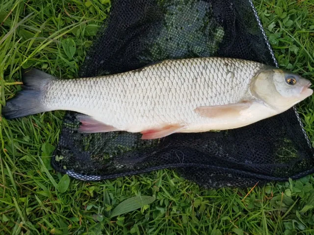 Döbel