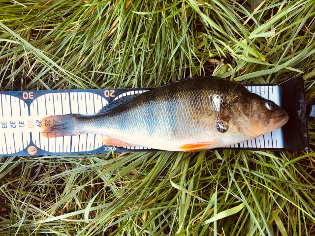Flussbarsch