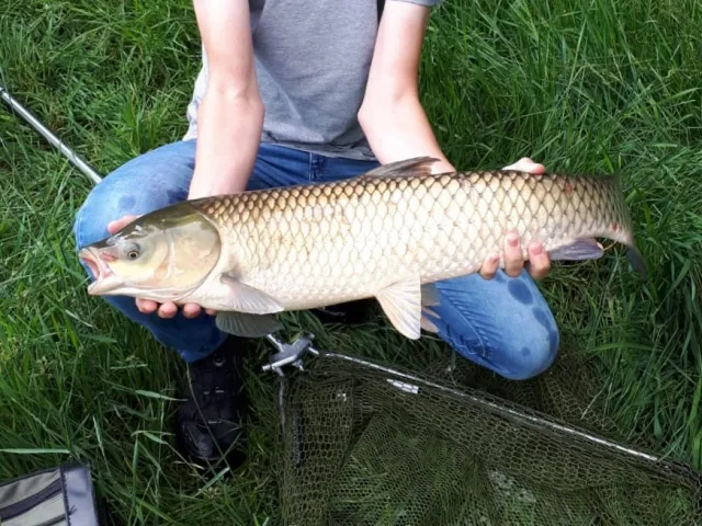 Graskarpfen