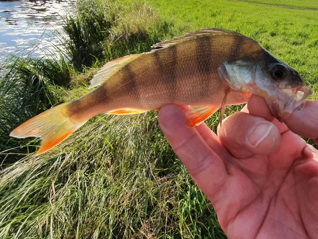 Flussbarsch