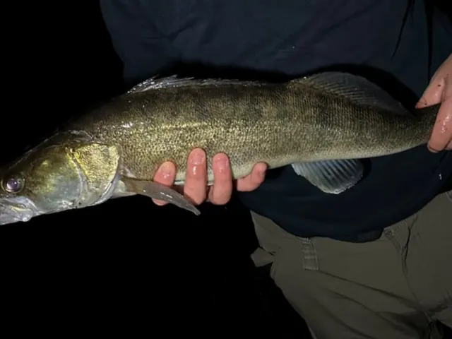 Zander