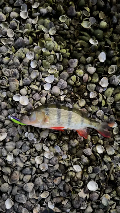 Flussbarsch
