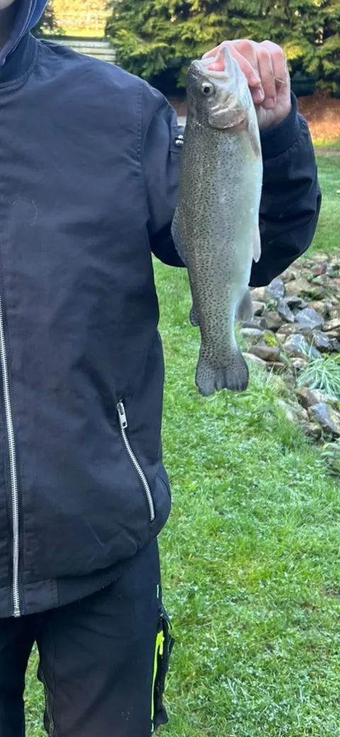 Regenbogenforelle