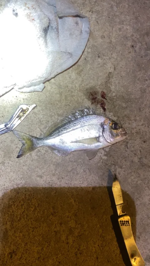 Dorade