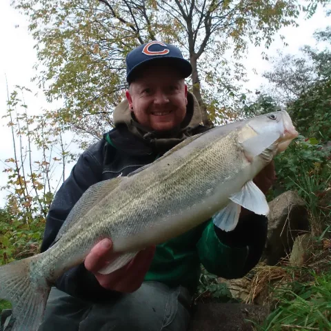 Zander