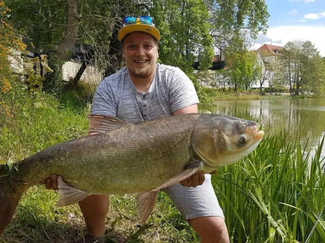 Silberkarpfen