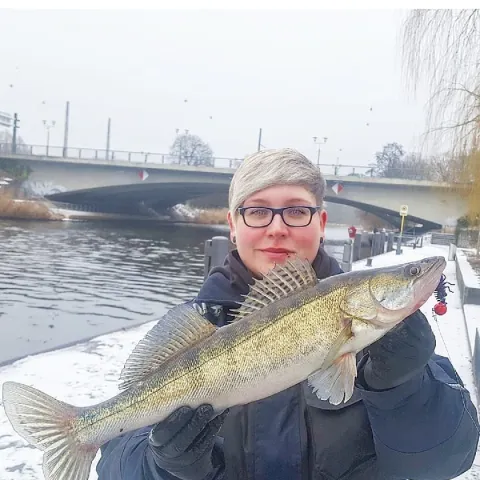Zander