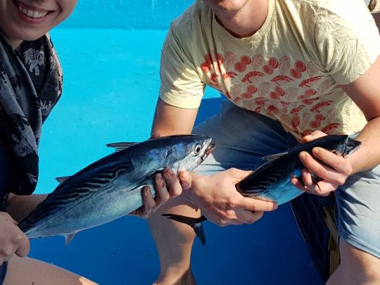 Thunfisch