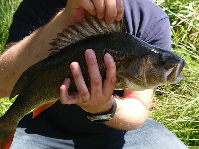 Flussbarsch
