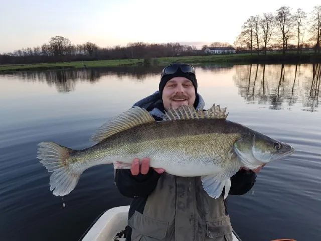 Zander