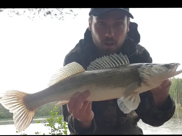 Zander
