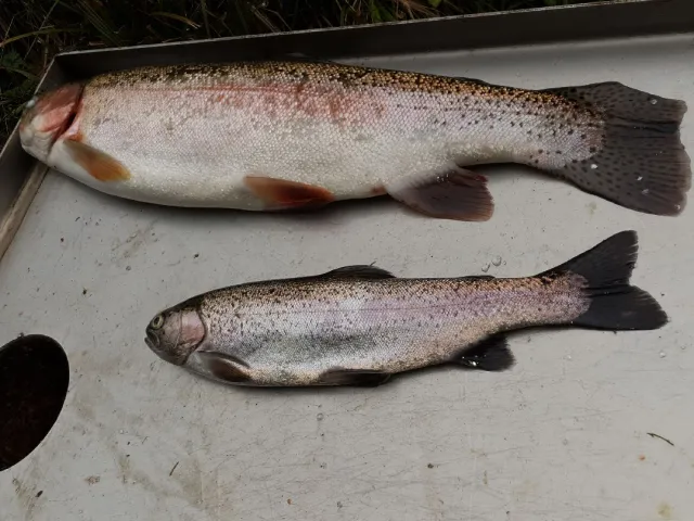 Regenbogenforelle