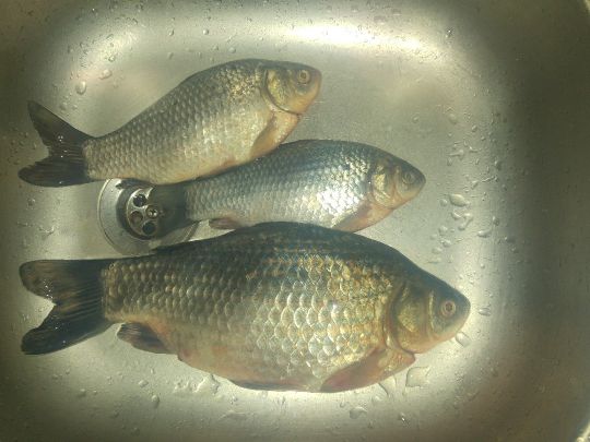 Karausche