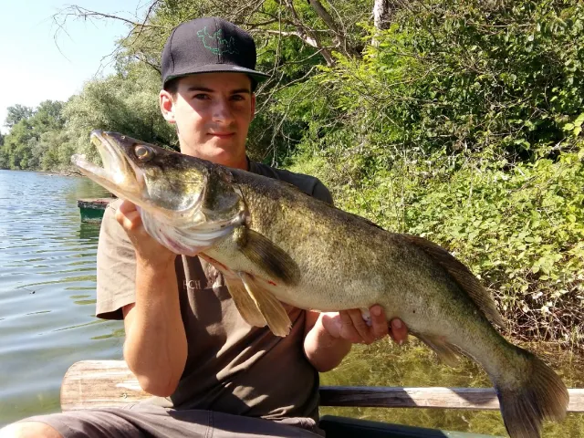 Zander