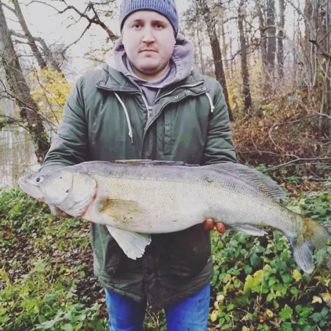 Zander