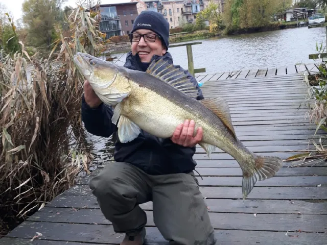 Zander